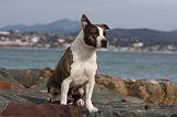 AMSTAFF ADULT 250